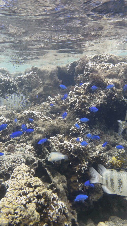 비세자키 해변 오키나와 스노클링 스팟 추천1┃주차 및 물고기 포인트 총정리 관련글 썸네일
