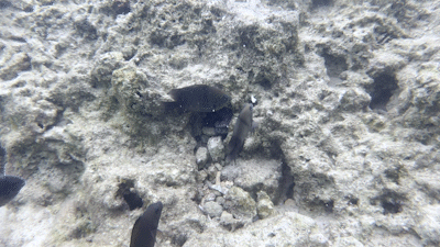 비세자키 해변 오키나와 스노클링 스팟 추천1┃주차 및 물고기 포인트 총정리 - 7