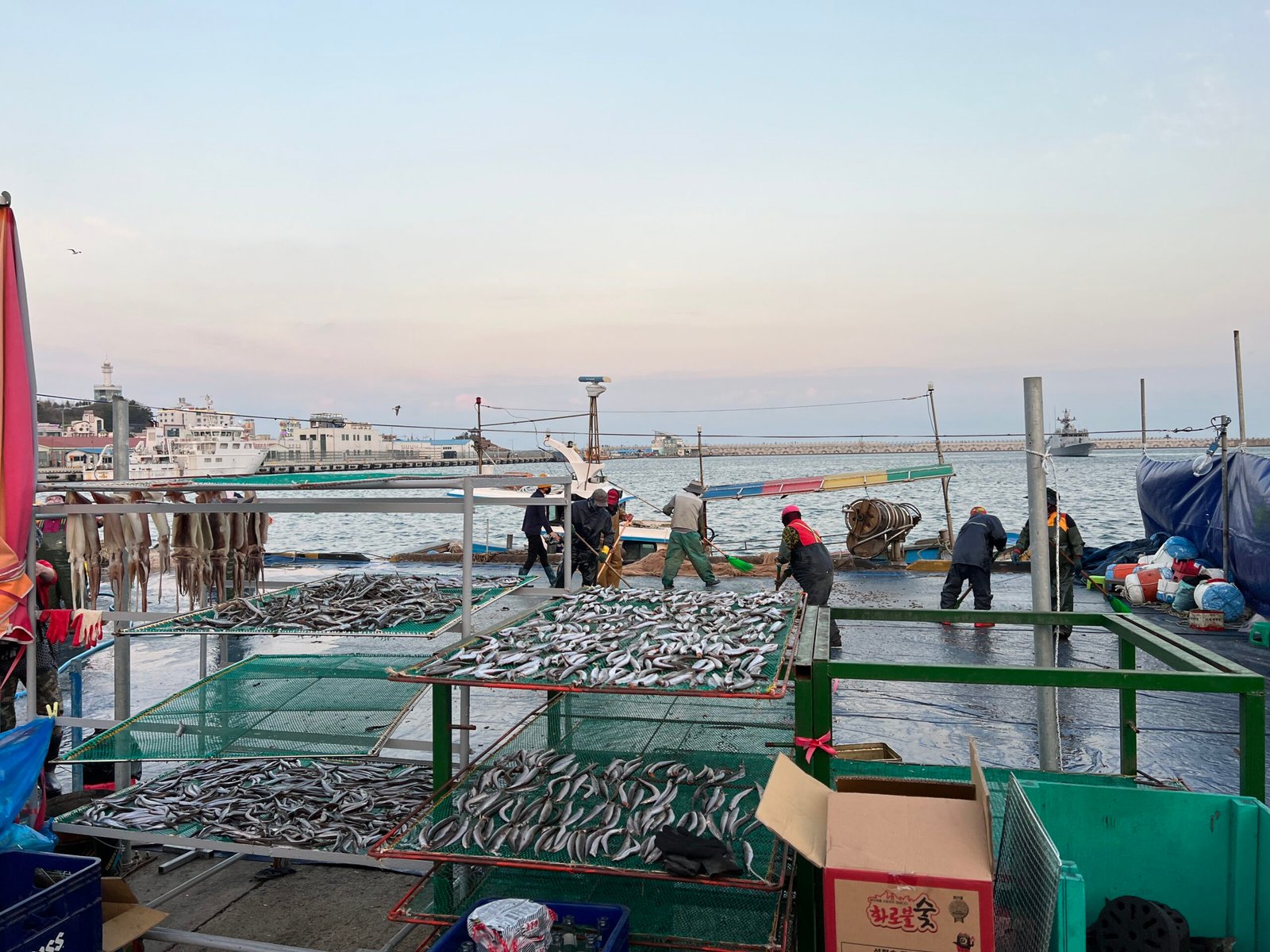 속초 오징어난전 동명항 14호 거성호 양미리 도루묵 오징어회 - 12