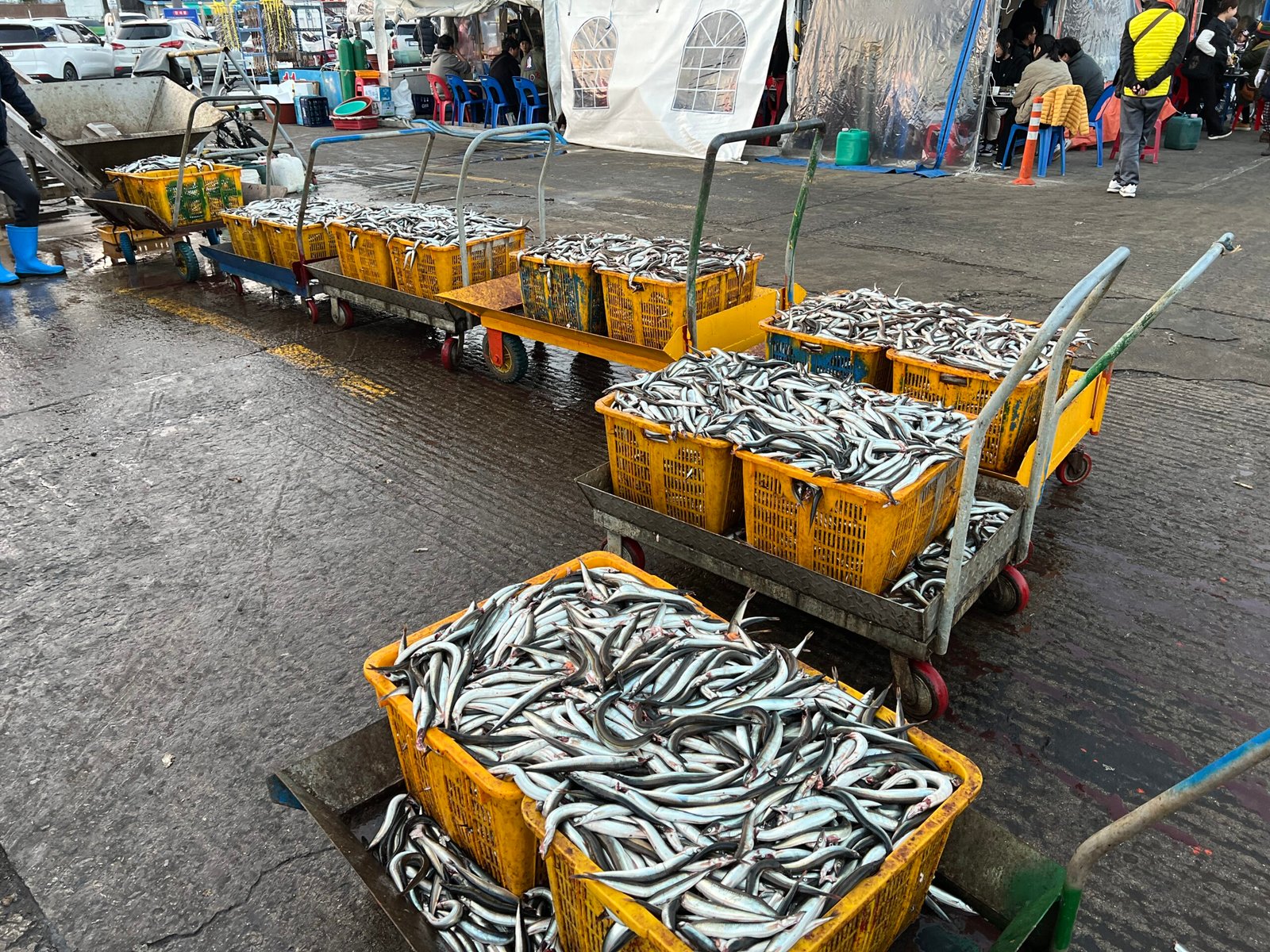 속초 오징어난전 동명항 14호 거성호 양미리 도루묵 오징어회 - 13