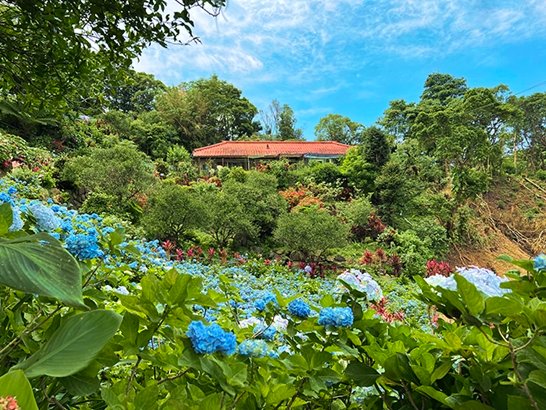 오키나와 6월 꼭 가볼 만한 곳 추천 북부 요헤나수국원 - 36