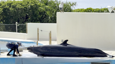 오키나와 오키짱쇼 츄라우미수족관 돌고래쇼 - 4