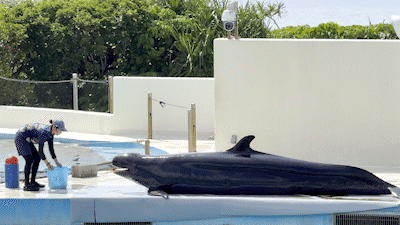 오키나와 오키짱쇼 츄라우미수족관 돌고래쇼 - 5