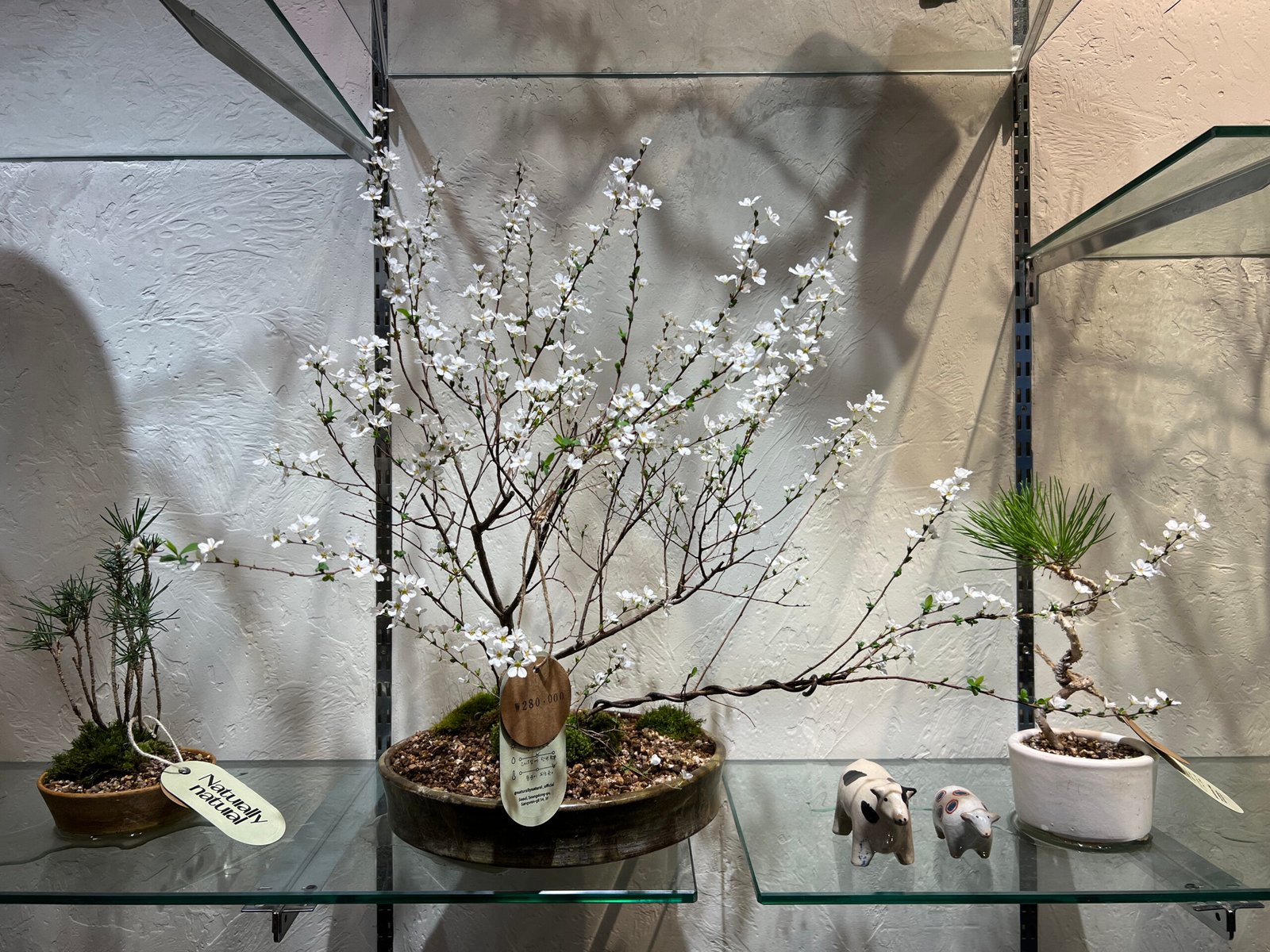 성수 네추럴리네추럴