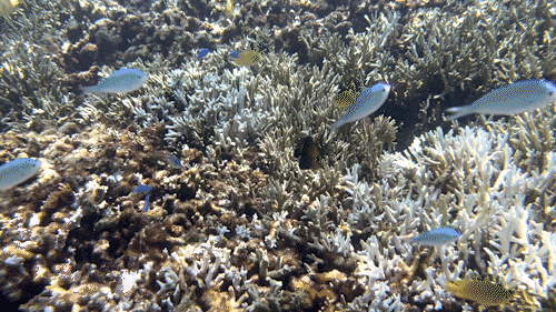 비세자키 해변 오키나와 스노클링 스팟 추천1┃주차 및 물고기 포인트 총정리 관련글 썸네일