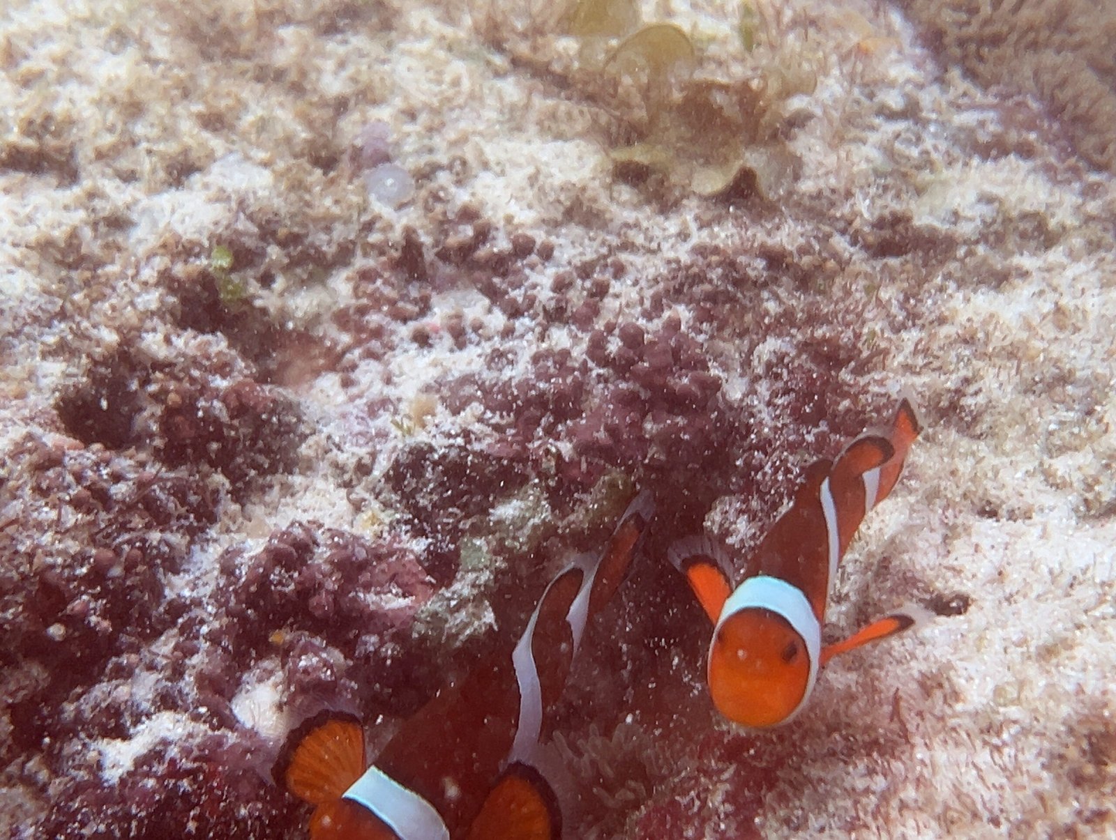 엘니도 호핑투어C 코스 완벽 정리┃팔여행사 예약부터 히든비치 방문까지 - 13
