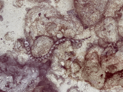 엘니도 호핑투어C 코스 완벽 정리┃팔여행사 예약부터 히든비치 방문까지 - 15