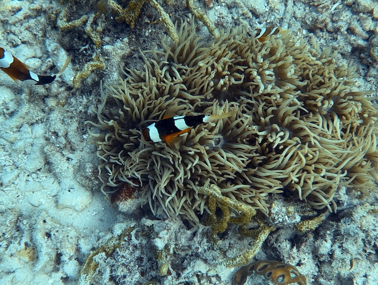 엘니도 호핑투어C 코스 완벽 정리┃팔여행사 예약부터 히든비치 방문까지 - 27
