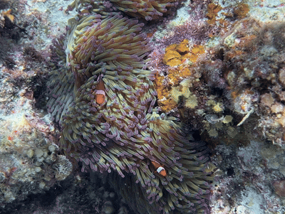 엘니도 호핑투어C 코스 완벽 정리┃팔여행사 예약부터 히든비치 방문까지 - 29