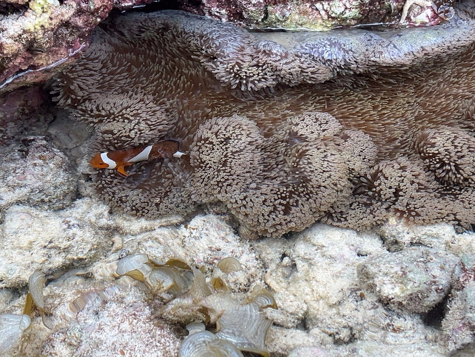 엘니도 호핑투어C 코스 완벽 정리┃팔여행사 예약부터 히든비치 방문까지 - 12