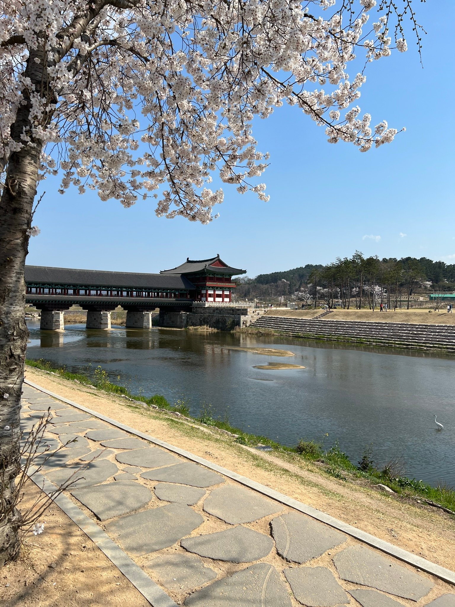 경주 벚꽃 명소 월정교