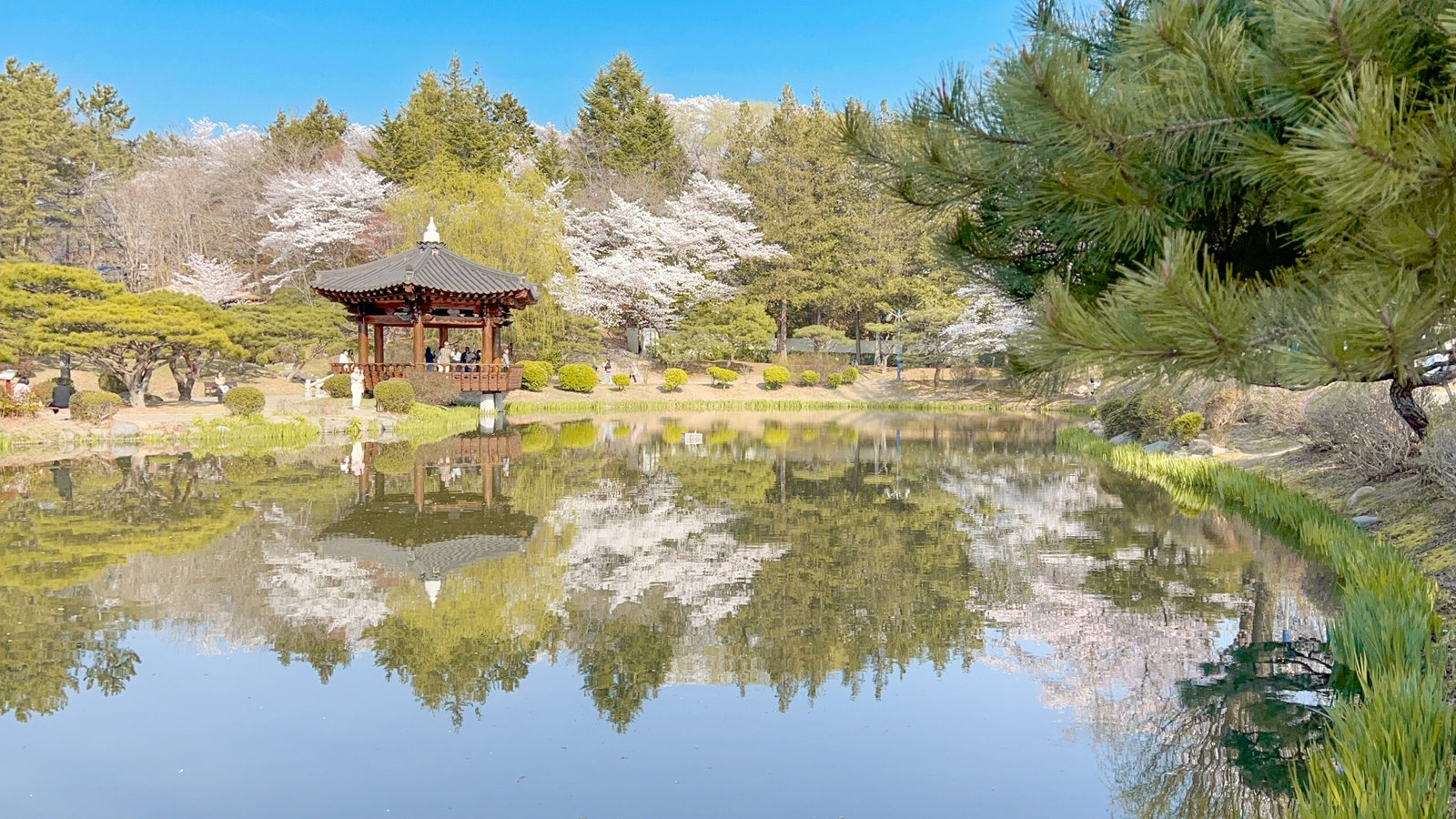 경주 벚꽃 명소 보문정
