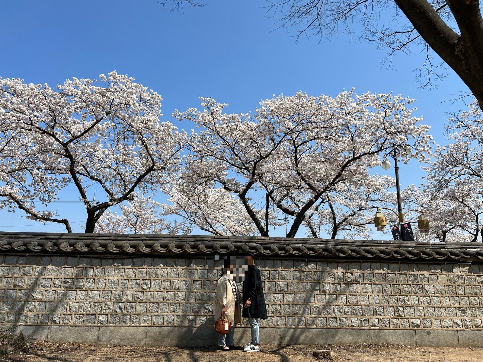 경주 벚꽃 명소 대릉원 돌담길
