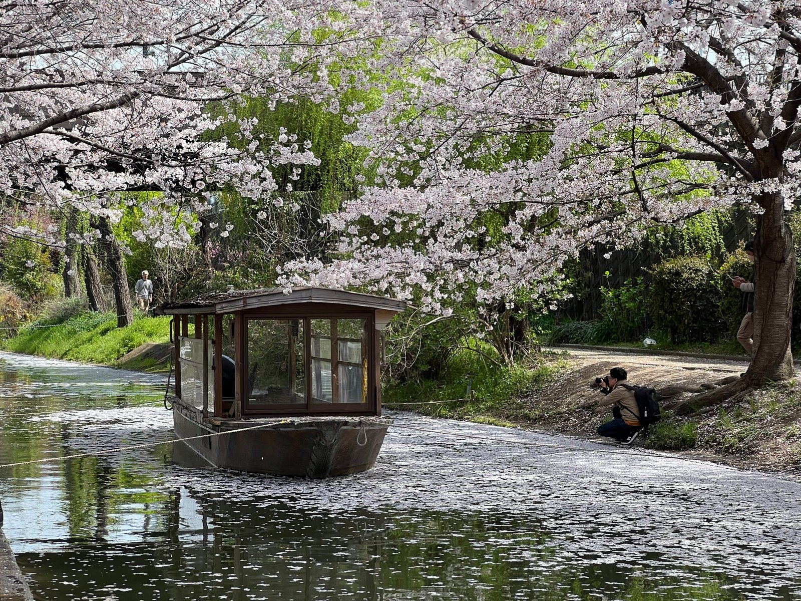 후시미 짓코쿠부네 교토 벚꽃 여행 코스 추천┃예약 방법, 운항 시간, 사진 스팟 정리 - 4