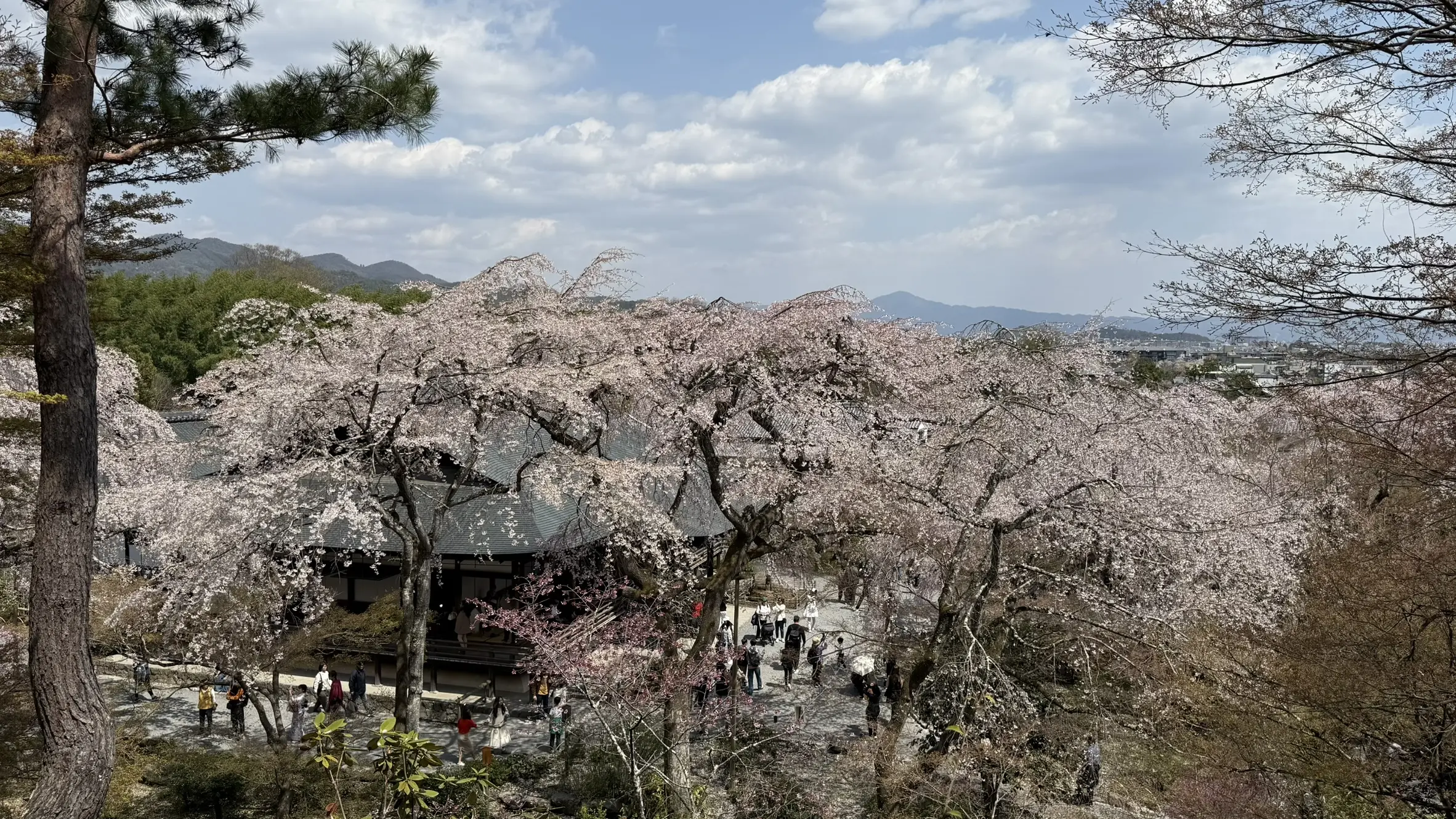텐류지 4월 교토 벚꽃명소┃아라시야마 정원 입장료와 가는 법 완벽 가이드 - 10