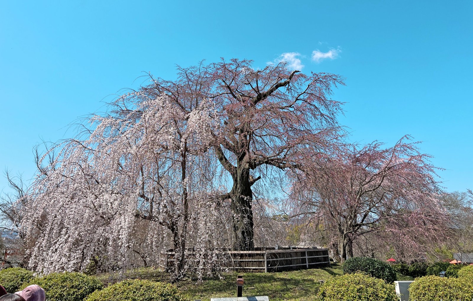 마루야마 공원에서 벚꽃 노상┃교토 벚꽃 4월 개화 시기 - 6
